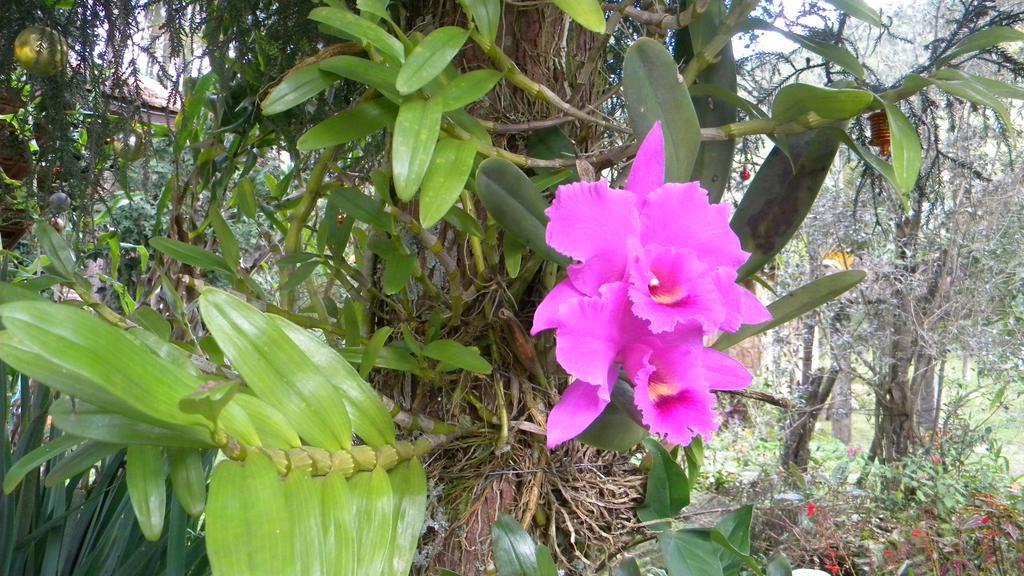 Eco Pousada Eldorado لوميار المظهر الخارجي الصورة